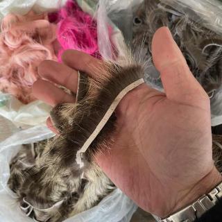 Nutria Crosscut